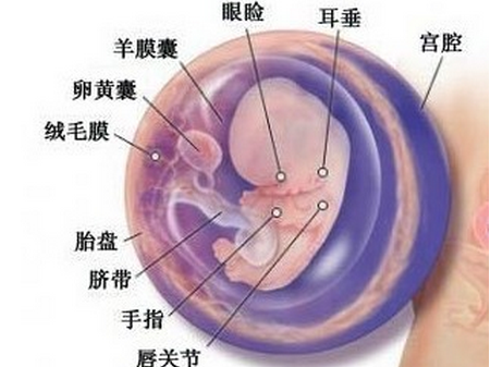 怀孕9周胎儿发育情况 怀孕九周胎儿发育情况 亲亲宝贝网