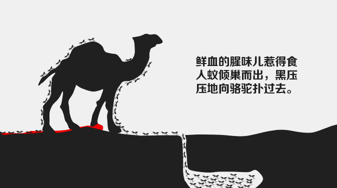 生气的骆驼（深度好文）
