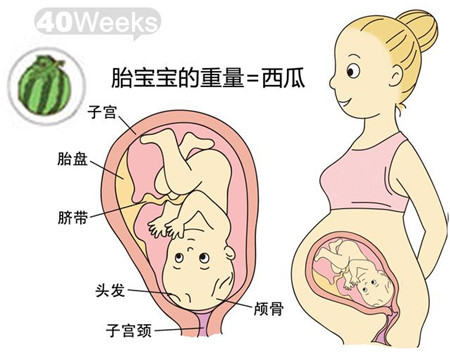 胎兒發育全過程