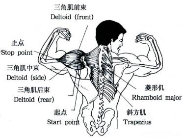 人体肌肉分布图7 人体肌肉分布图7