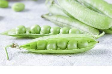 野菊花的功效与作用