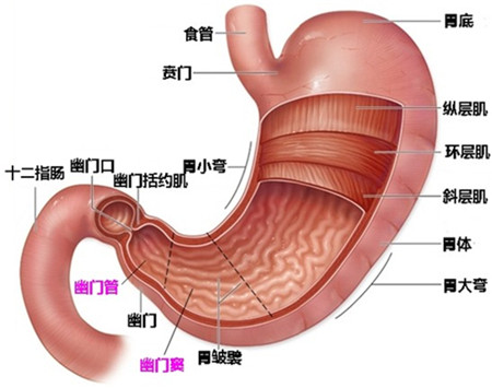 胃在身体的哪个部位