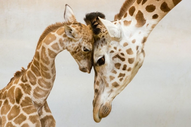 动物父母创造了世上最温情的画面