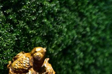 何首乌怎么吃治白发4