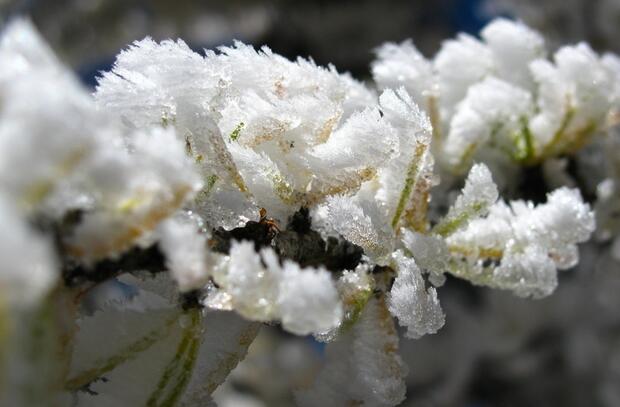 雪绒花