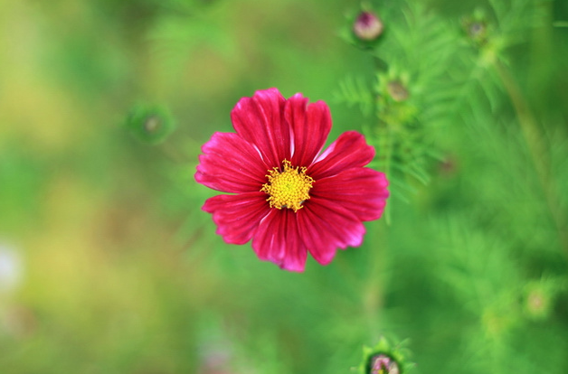 小红花