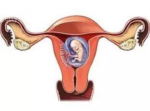 为什么有的人会胚胎停止发育？