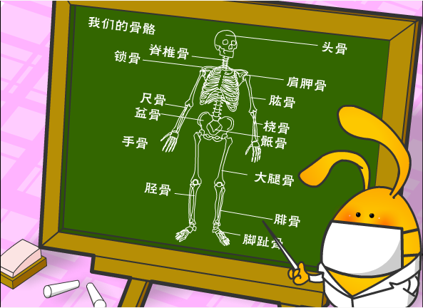 骨骼篇
