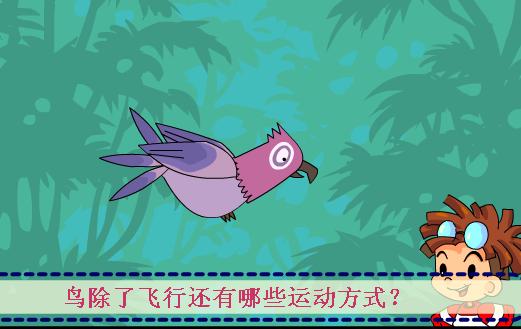 鸟类小百科