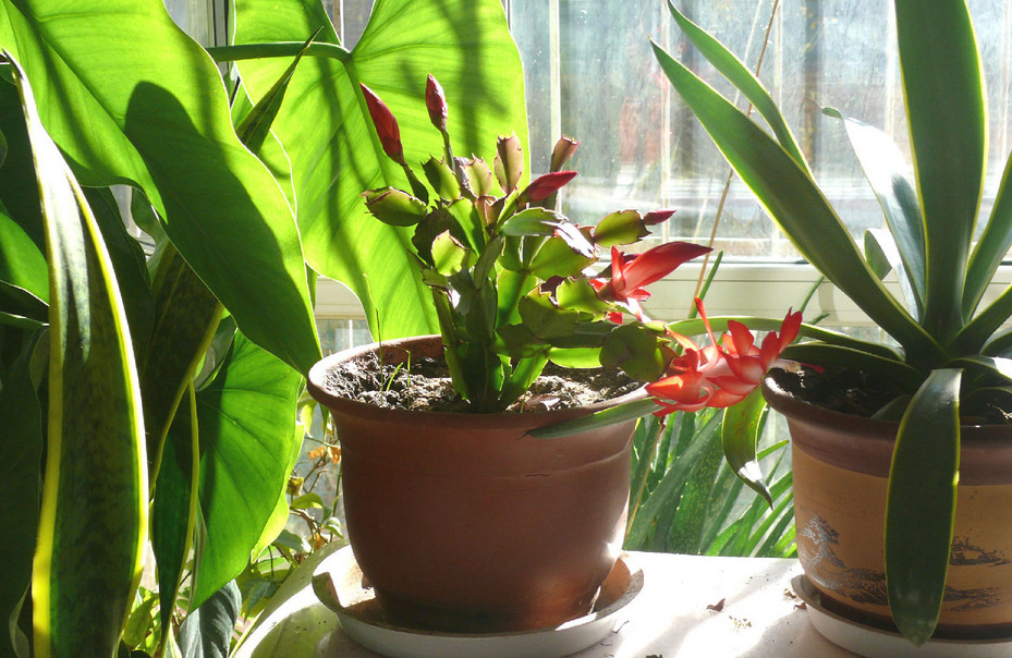 植物也会感冒吗