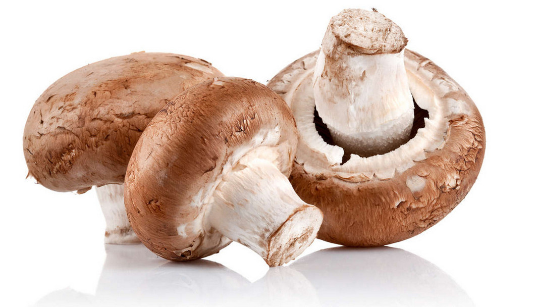 蘑菇