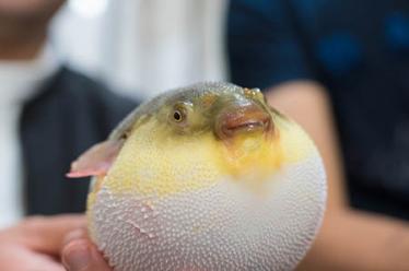 阴阳水2