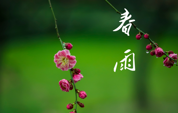 春雨