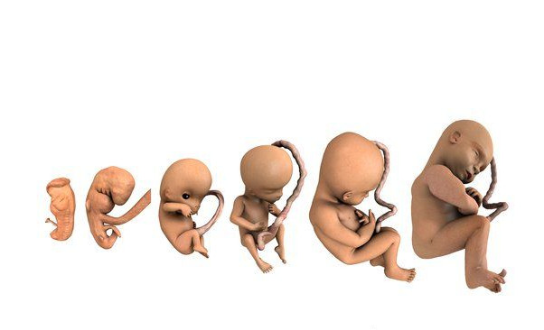 令人震撼的照片！胎兒在媽媽體內這樣長大