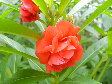 【指甲花】指甲花的功效和作用_指甲花的種植方法_指甲花染指甲的方法