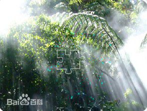 奇怪树林拼图