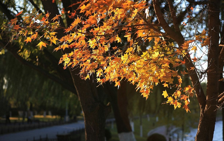 秋景找物
