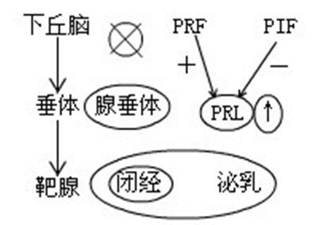 泌乳素最高是多少