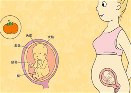 怀孕3个月胎儿b超图