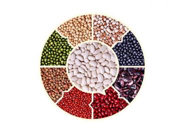 百合花的功效与作用