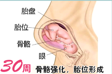 懷孕30周胎兒發育標準