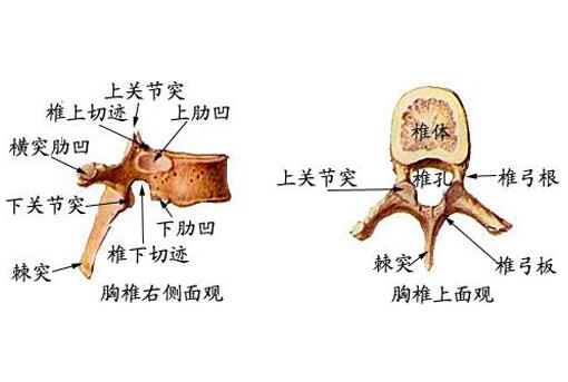 尾椎骨疼是怎么做运动缓解