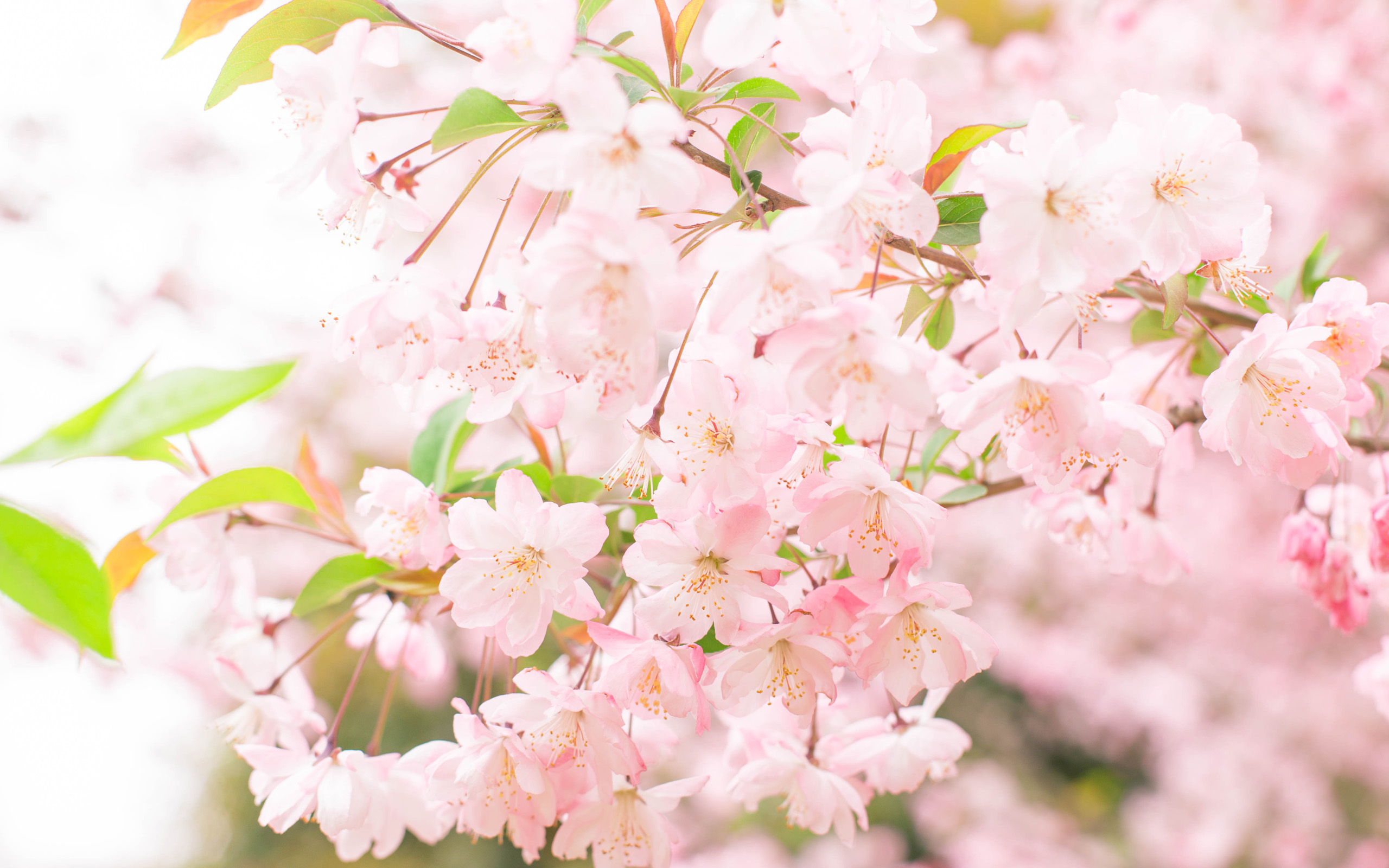 三月已经到了，要说三月最美的花是什么?应该是樱花了吧。唯美的樱花图片看了让人沉醉啊，美美的景色实在令人痴迷，光是看着图片都能大呼过瘾哟。要是实地观赏，效果应该更赞吧。
