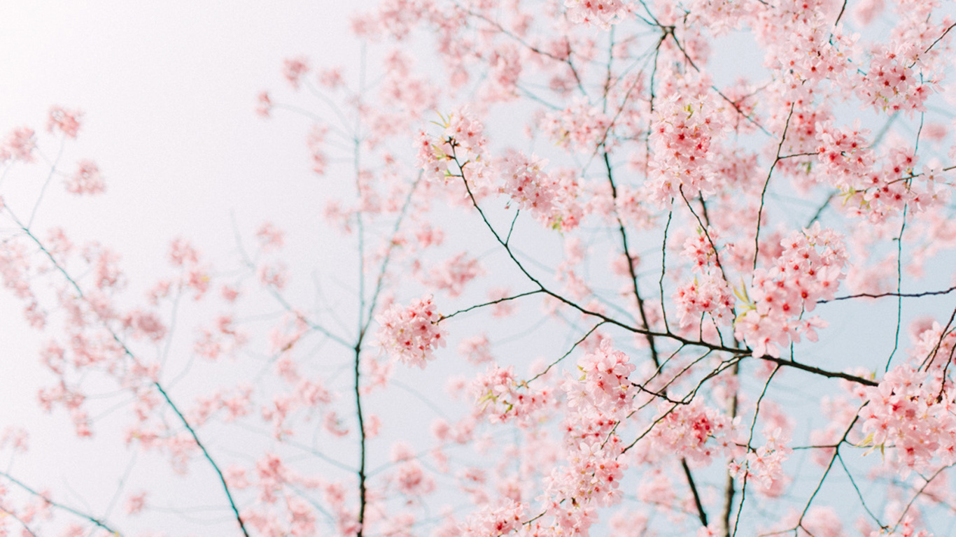 三月已经到了，要说三月最美的花是什么?应该是樱花了吧。唯美的樱花图片看了让人沉醉啊，美美的景色实在令人痴迷，光是看着图片都能大呼过瘾哟。要是实地观赏，效果应该更赞吧。