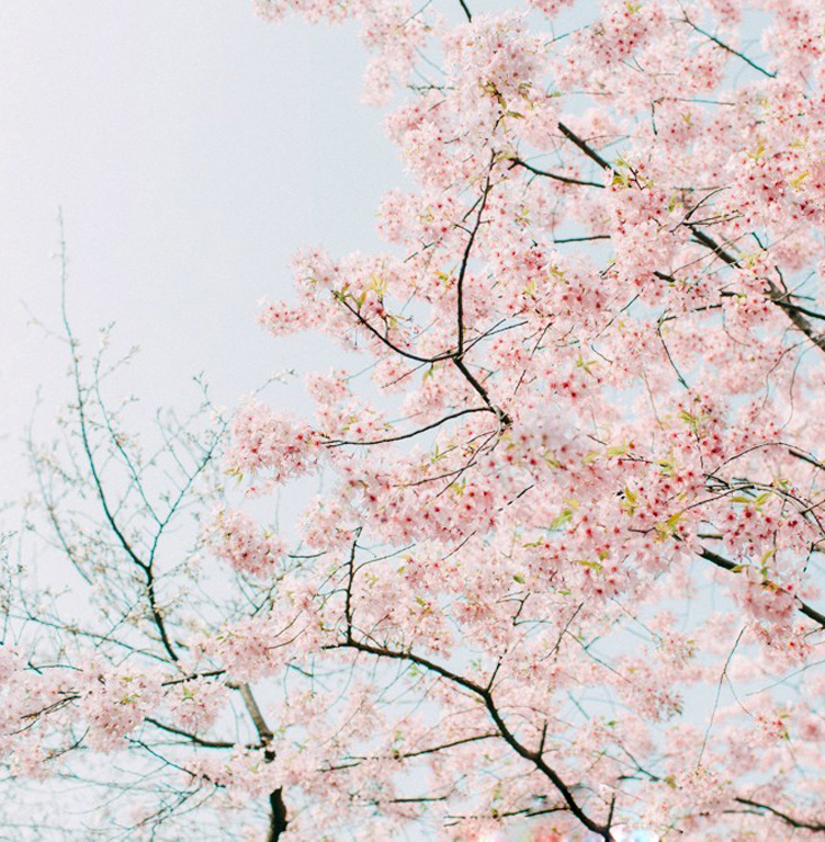 三月唯美的樱花景色美得让人沉醉