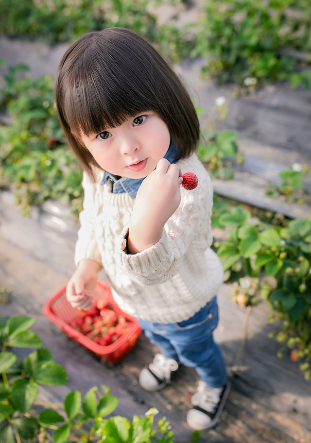 萌萌哒小女孩摘草莓的样子很是萌哟。齐刘海，肉嘟嘟的小脸蛋超级的软萌呢，提着一个小篮子的她很是可爱无比哟，如此清新的室外小萌娃写真你看着喜欢么。赶紧给你家宝贝也拍上一组吧。