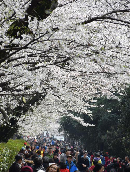 武汉大学樱花绚烂绽放 铺满林荫道的花海