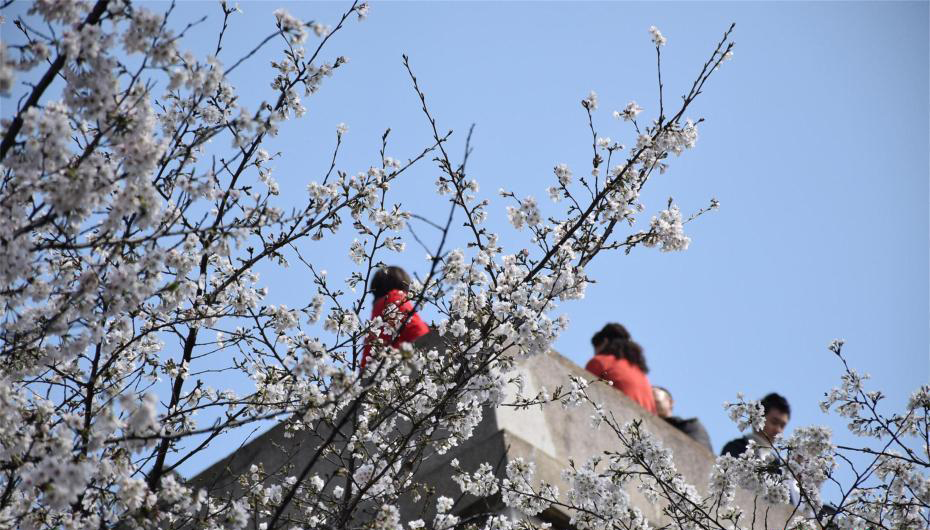 3月14日，阳光明媚，武汉大学校园内樱花绽放，花朵簇满枝头。从高处俯瞰，樱花大道上的樱花宛若一条白色云带，在绿树和建筑间绵延穿行伸向远方。据了解，3月14日至29日，武汉大学校内樱花开放期间，工作日预约限额1.5万人，周末预约限额3万人。