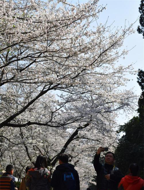 3月14日，阳光明媚，武汉大学校园内樱花绽放，花朵簇满枝头。从高处俯瞰，樱花大道上的樱花宛若一条白色云带，在绿树和建筑间绵延穿行伸向远方。据了解，3月14日至29日，武汉大学校内樱花开放期间，工作日预约限额1.5万人，周末预约限额3万人。