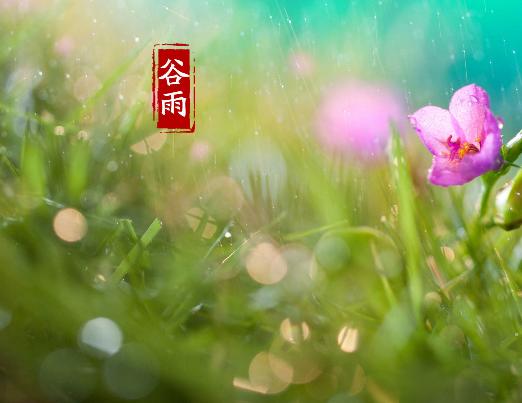 关于谷雨的祝福语有哪些