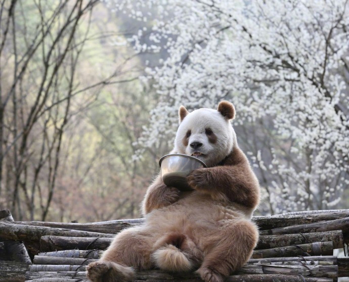 围观！棕色大熊猫七仔出来撒欢儿啦