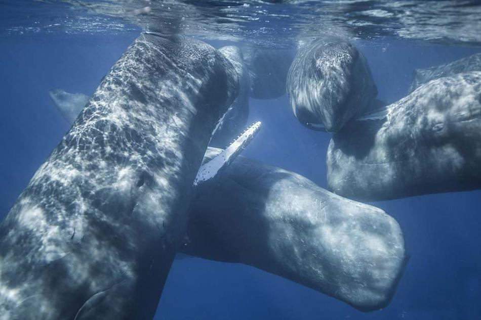 不可思议！摄影师潜水1个月拍到抹香鲸“抱团聊天”