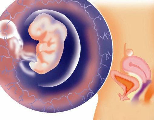 怀孕二个月胎儿图 怀孕二个月胎儿发育图片