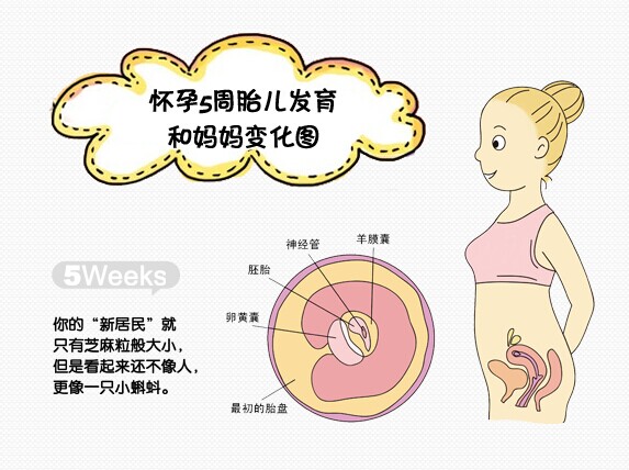 怀孕二个月胎儿发育和妈妈变化图
