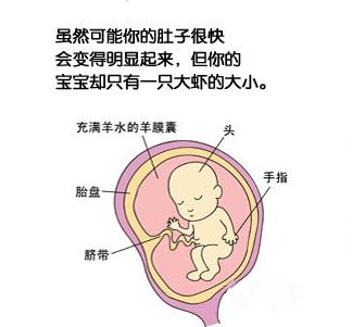 怀孕四个月胎儿图