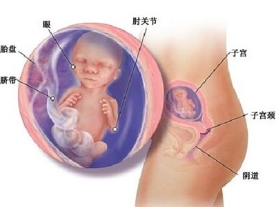 五个月的胎儿图