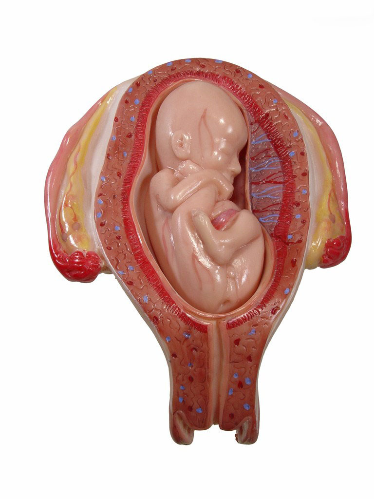 胎儿模型图片大全