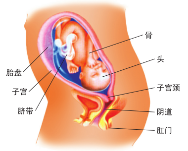 怀孕八个月胎儿图