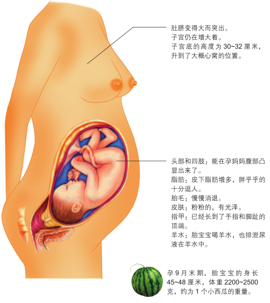 怀孕九个月胎儿图