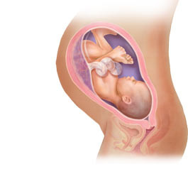 怀孕十个月胎儿图