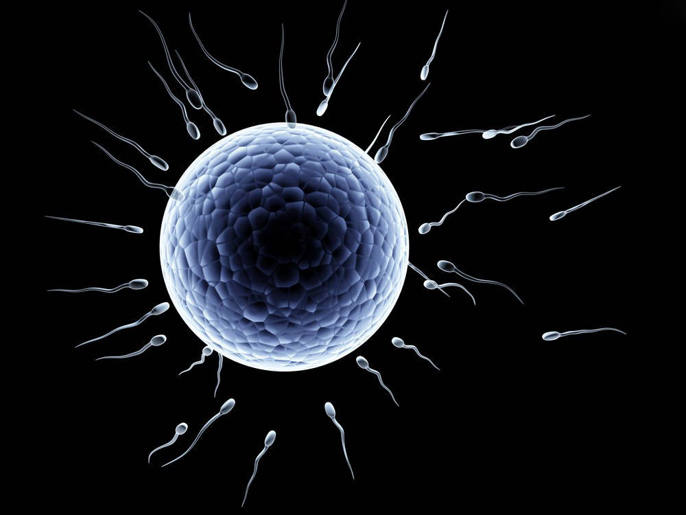 精子卵子结合图片欣赏