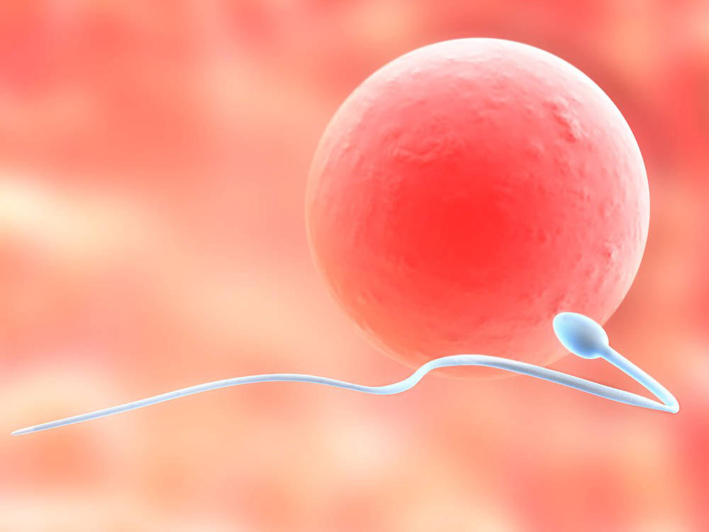 精子和卵子结合效果图