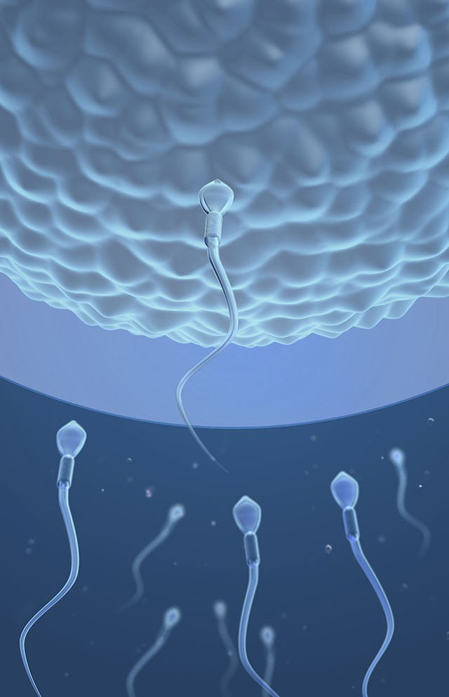 精子和卵子结合图片