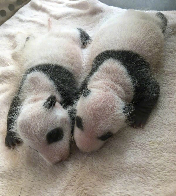 2017全球首对圈养大熊猫双胞胎出生啦！