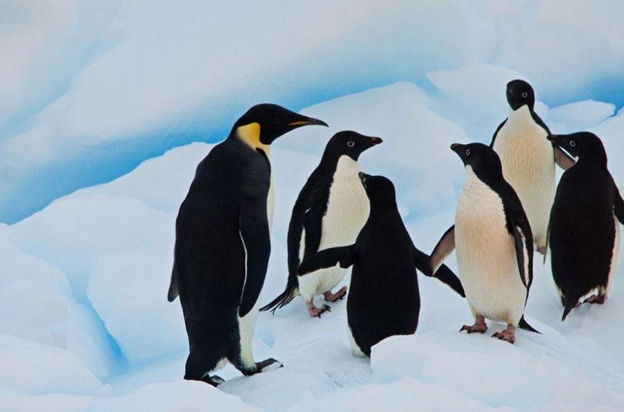 气候变暖南极生态变样 企鹅被迫找新家