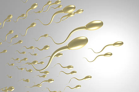 胚胎停止发育跟精子有关吗2